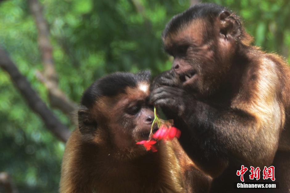 深圳野生動物園動物“情侶”七夕秀恩愛